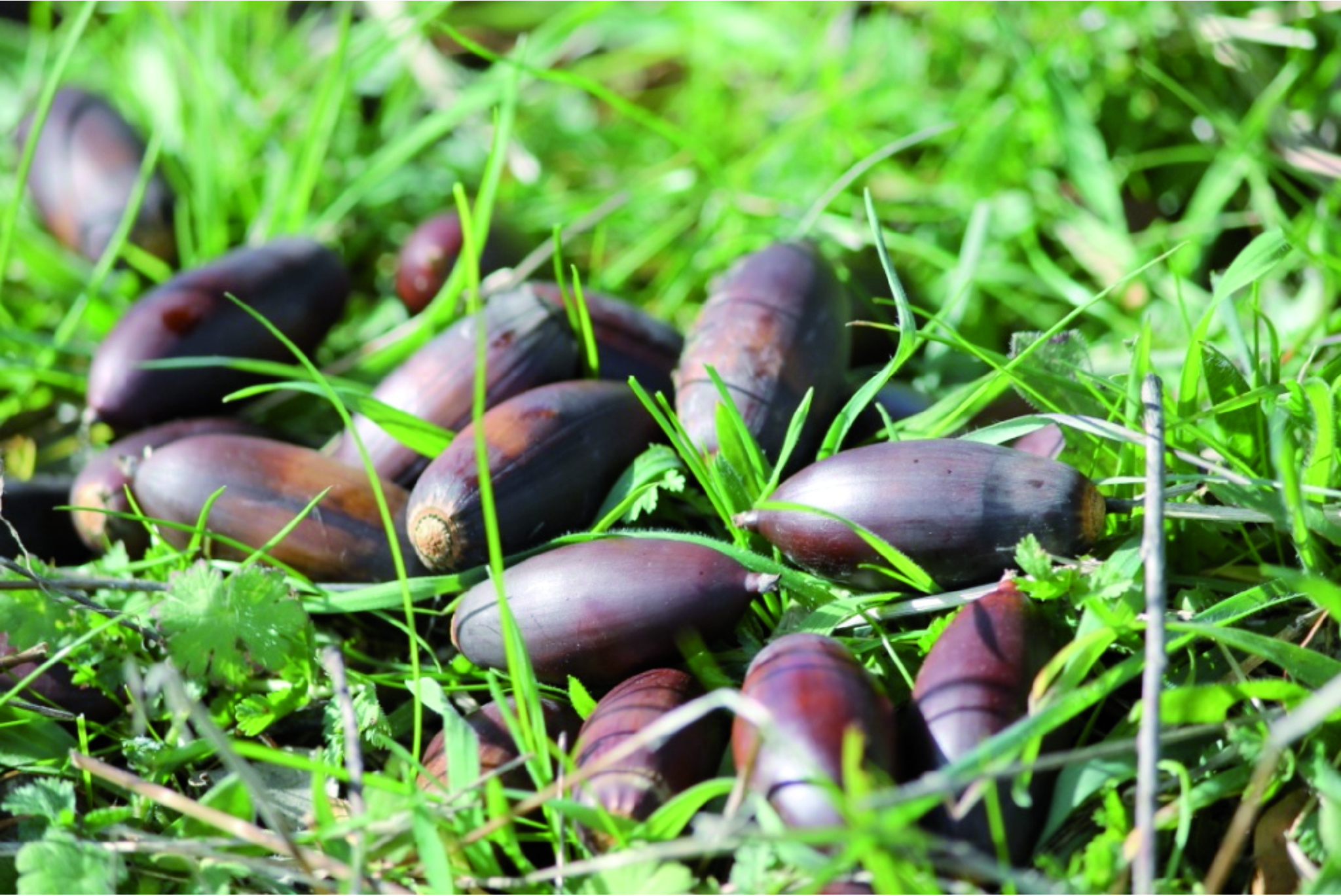 The Mighty Acorn: The Sweet Secret to Ibérico Ham - Ibéricos COVAP